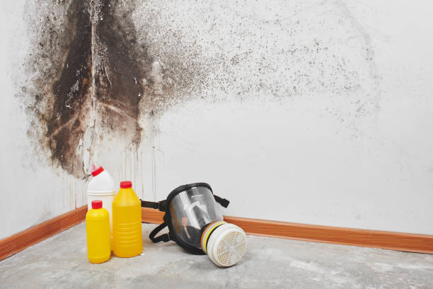 Best Post-Flood Mold Remediation in Norwood, NY
