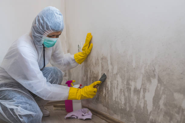 Best Mold Testing and Inspection Services in Norwood, NY