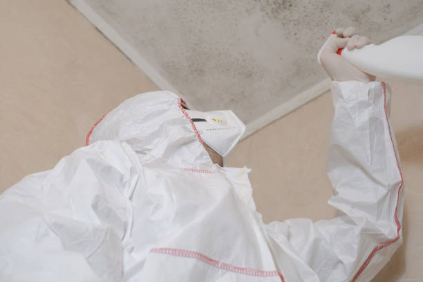 Best Post-Flood Mold Remediation in Norwood, NY