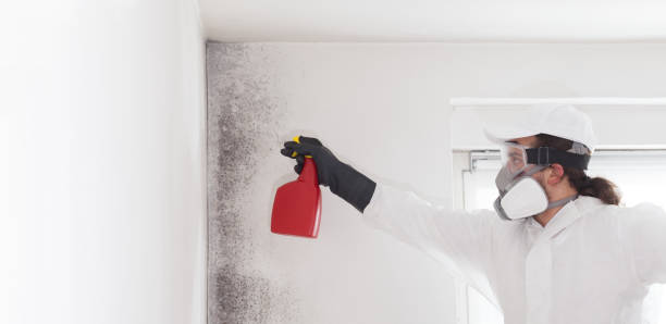 Best Kitchen Mold Remediation in Norwood, NY