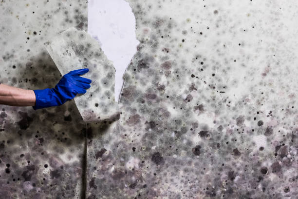 Trusted Norwood, NY Mold Remediation Experts